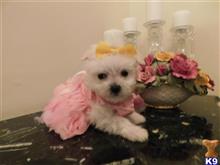 maltese puppy posted by Elegant Babies